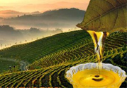 茶籽油可以天天吃嗎？可以每天用茶籽油炒菜嗎？
