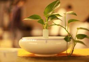 米茶是不是發(fā)物？米茶是發(fā)物嗎？