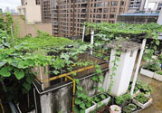 女子打造城市菜園 陽臺可以種什么蔬菜？