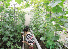 女子打造城市菜園 陽臺(tái)可以種什么蔬菜？
