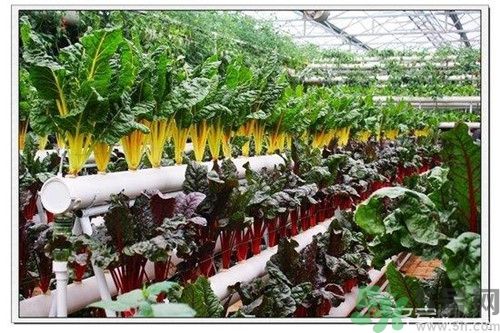 陽臺怎么種蔬菜？陽臺適合種什么蔬菜？