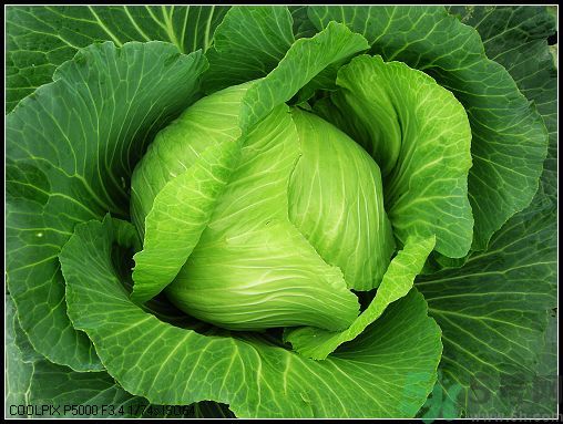包菜外面的葉子壞了里面還能吃嗎？包菜壞了一部分還能吃嗎？