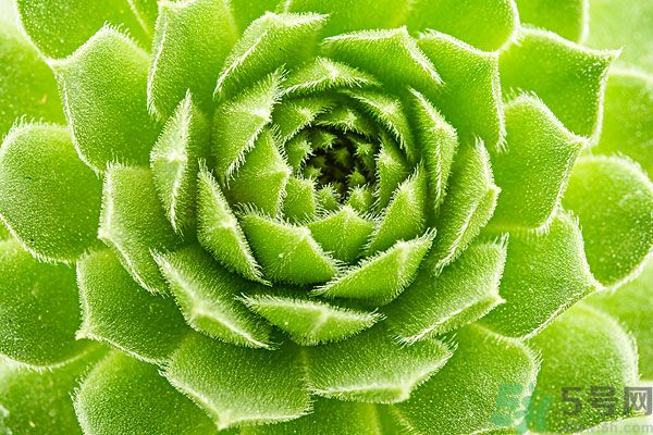 多肉植物需要澆水嗎？多肉植物澆水可以澆到葉子上嗎？