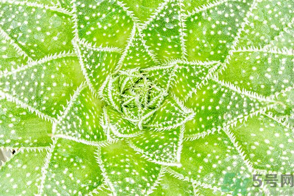 多肉植物需要澆水嗎？多肉植物澆水可以澆到葉子上嗎？