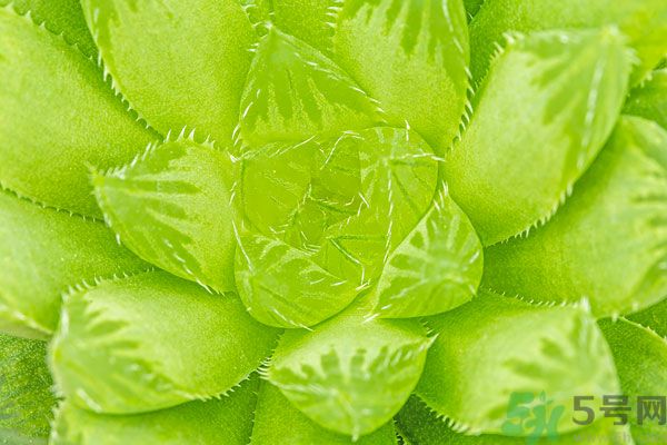 多肉植物需要澆水嗎？多肉植物澆水可以澆到葉子上嗎？