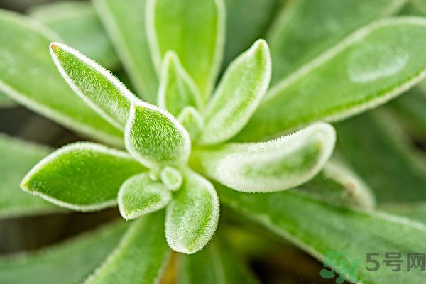多肉植物需要澆水嗎？多肉植物澆水可以澆到葉子上嗎？