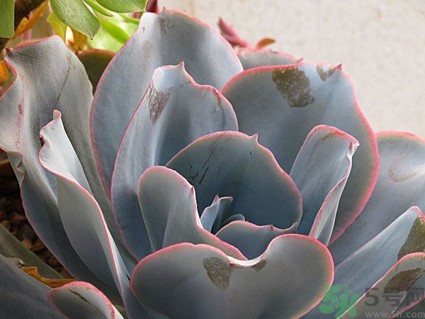 多肉植物需要澆水嗎？多肉植物澆水可以澆到葉子上嗎？