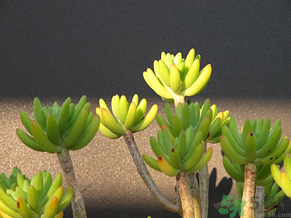 多肉植物需要澆水嗎？多肉植物澆水可以澆到葉子上嗎？