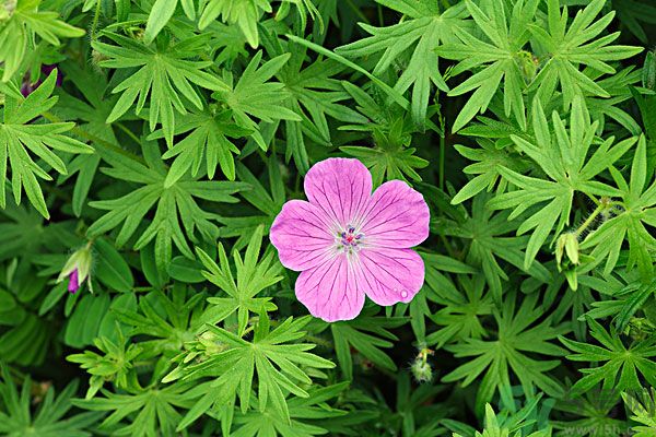 天竺葵有驅(qū)蚊作用嗎？什么植物能驅(qū)蚊子？