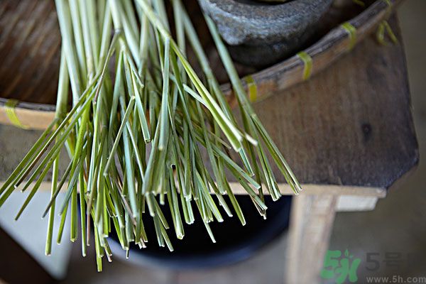 天竺葵有驅(qū)蚊作用嗎？什么植物能驅(qū)蚊子？