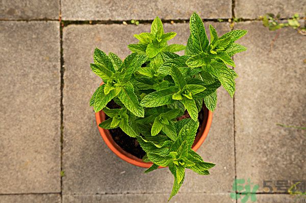 天竺葵有驅(qū)蚊作用嗎？什么植物能驅(qū)蚊子？