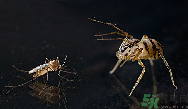紗窗網(wǎng)密度蚊子能進(jìn)去嗎？紗窗能擋住蚊子嗎？