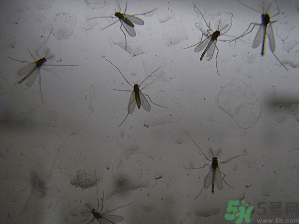 紗窗網(wǎng)密度蚊子能進(jìn)去嗎？紗窗能擋住蚊子嗎？