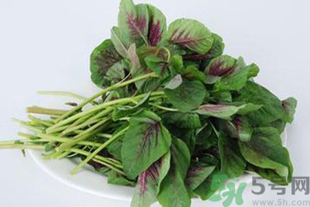 漢菜是熱性還是涼性？漢菜是涼性的嗎？
