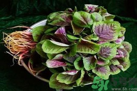 糖尿病可以吃莧菜嗎？糖尿病吃莧菜好嗎？