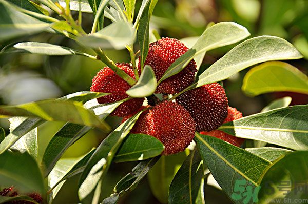 吃楊梅時(shí)可以喝茶嗎？吃楊梅時(shí)喝茶有什么壞處？