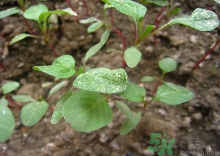 莧菜葉子上有白點(diǎn)是怎么回事？莧菜葉子上有白點(diǎn)可以吃嗎？