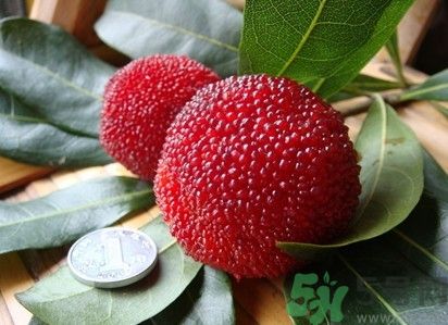 楊梅紅色好還是黑色好？楊梅顏色越深越好嗎？