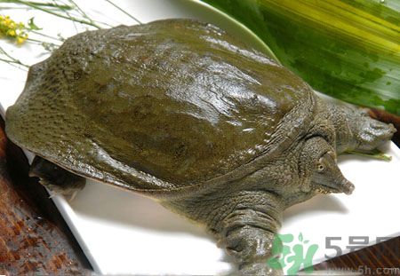 莧菜和甲魚(yú)一起吃會(huì)中毒嗎？吃了莧菜了甲魚(yú)怎么辦？