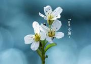 小滿喝什么茶？小滿喝什么茶好？