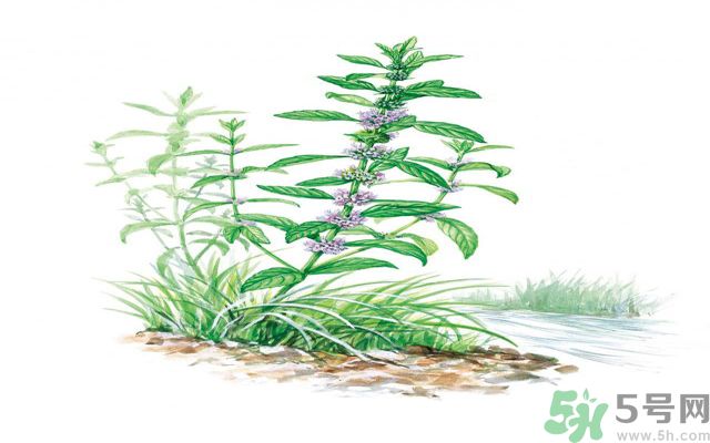 夏天吃薄荷可以解暑嗎？夏天怎么吃薄荷可以解暑？