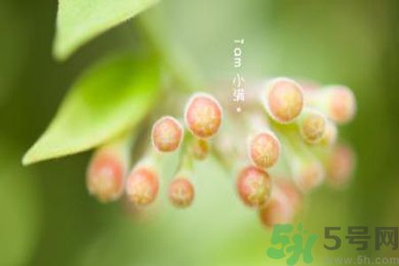 小滿名字的由來？小滿是什么意思？