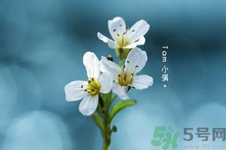 小滿喝什么茶？小滿喝什么茶好？
