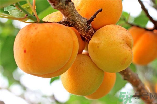 李子皮能吃嗎？李子皮的功效作用