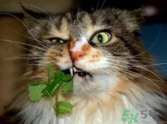 薄荷為什么叫貓薄荷？薄荷和貓薄荷是一種