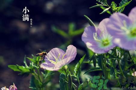 小滿養(yǎng)生要注意什么？小滿養(yǎng)生注意事項