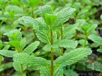 薄荷有什么功效？薄荷的攻效是什么？