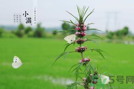 為什么小滿濕氣重？小滿怎么除濕氣？