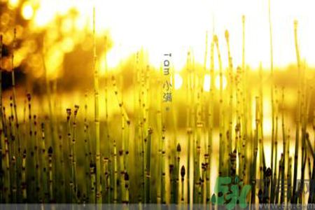 為什么小滿濕氣重？小滿怎么除濕氣？
