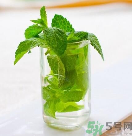  孕婦可以喝薄荷茶嗎？孕婦能喝薄荷泡的茶嗎？