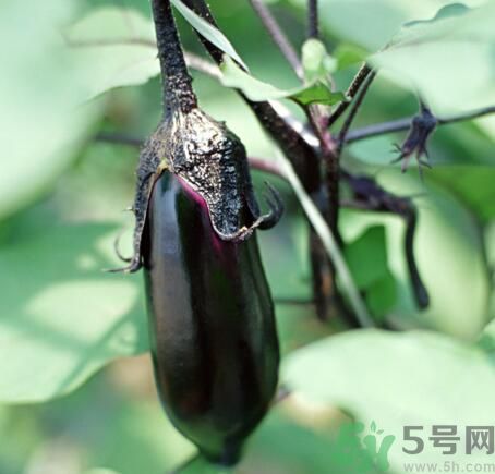 吃茄子會長胖嗎？茄子卡路里高嗎？