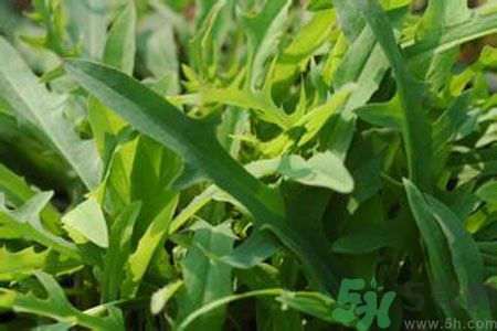 寶寶吃苦菜會拉肚子嗎？寶寶吃苦菜拉肚子了怎么辦？