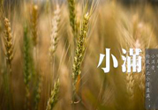 小滿為什么要吃苦？適合小滿吃的苦菜