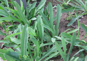 苦菜是不是發(fā)物？苦菜是發(fā)物嗎？