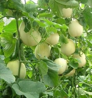 胃炎可以吃甜瓜嗎？胃炎吃甜瓜會(huì)有什么后果？