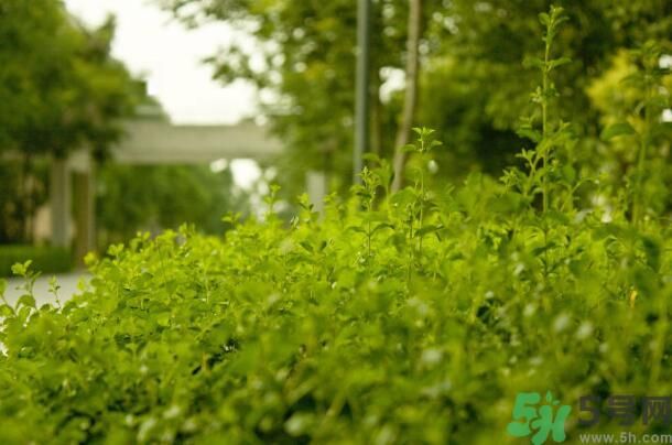 蚊子叮的包過幾天又癢是為什么？蚊子叮的包過幾天又癢怎么辦？
