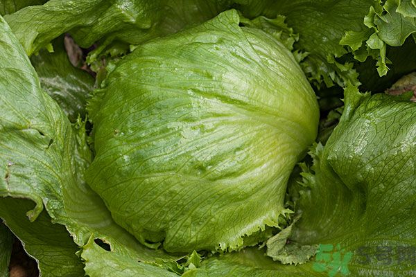 生菜和雞蛋能一起吃嗎？生菜和雞蛋一起怎么做？