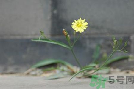 怎么挑選苦菜？挑選苦菜的方法有哪些？