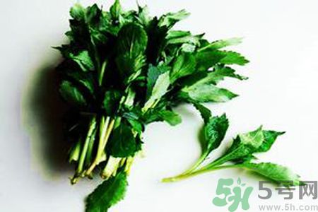 怎么挑選苦菜？挑選苦菜的方法有哪些？