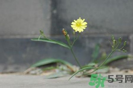 皮膚過敏可以吃苦菜嗎？吃苦菜會皮膚過敏嗎？