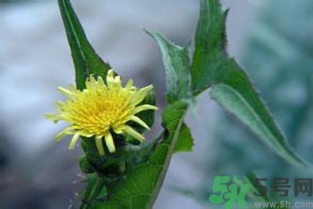 皮膚過敏可以吃苦菜嗎？吃苦菜會皮膚過敏嗎？