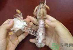 剝蝦神器怎么用？剝蝦神器在哪里買(mǎi)？