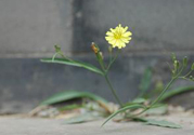 苦菜可以和蔥一起吃嗎？苦菜和蔥一起吃會怎樣？