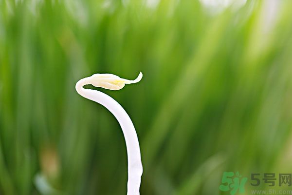 綠豆芽是涼性的嗎？綠豆芽是涼性還是熱性？