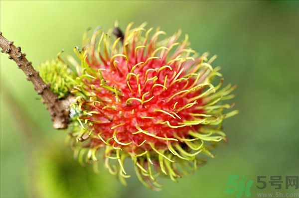 孕婦可以吃紅毛丹嗎？孕婦吃紅毛丹好嗎？