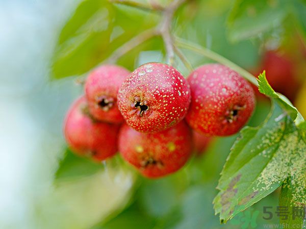 尿酸高能吃山楂嗎？痛風(fēng)能吃山楂嗎？